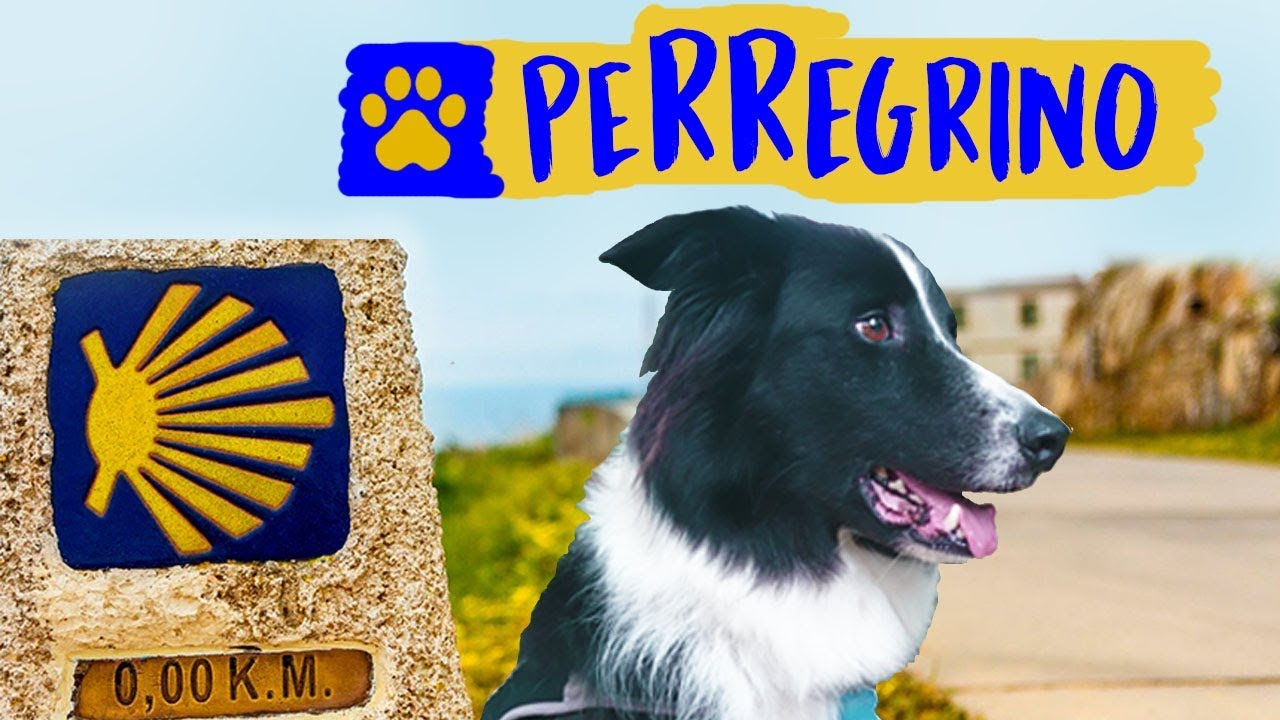 camino de santiago con perros