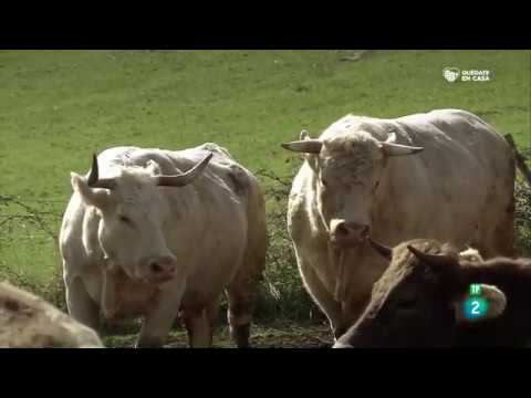 flora y fauna de galicia