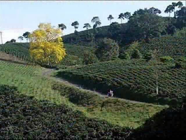 la bola de oro ferrol