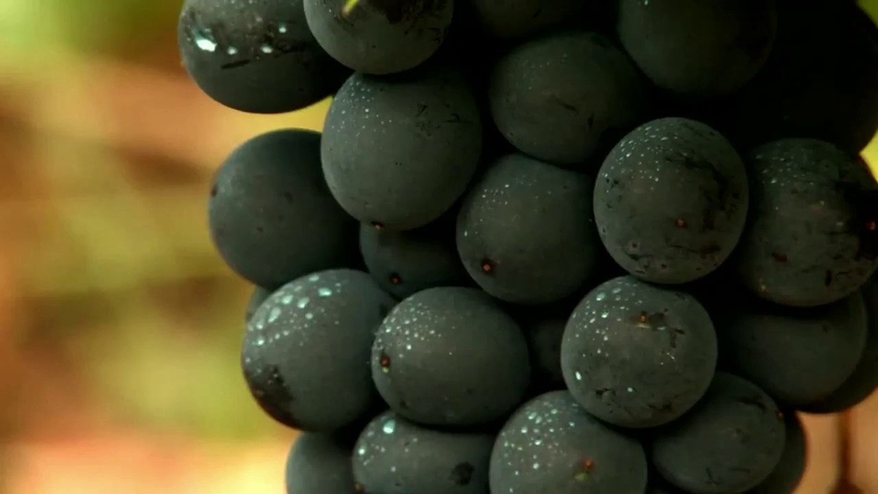 mejores bodegas para visitar en ribeira sacra