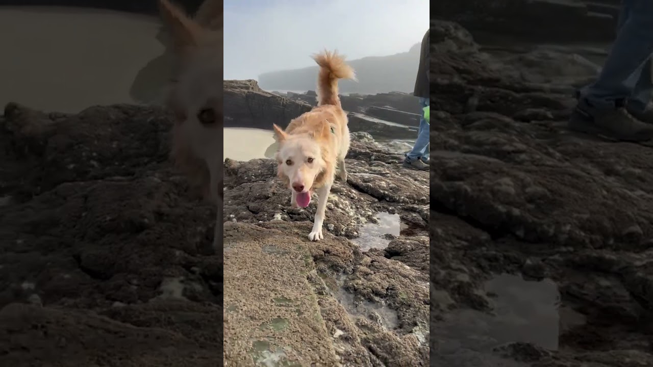 playa de las catedrales con perro
