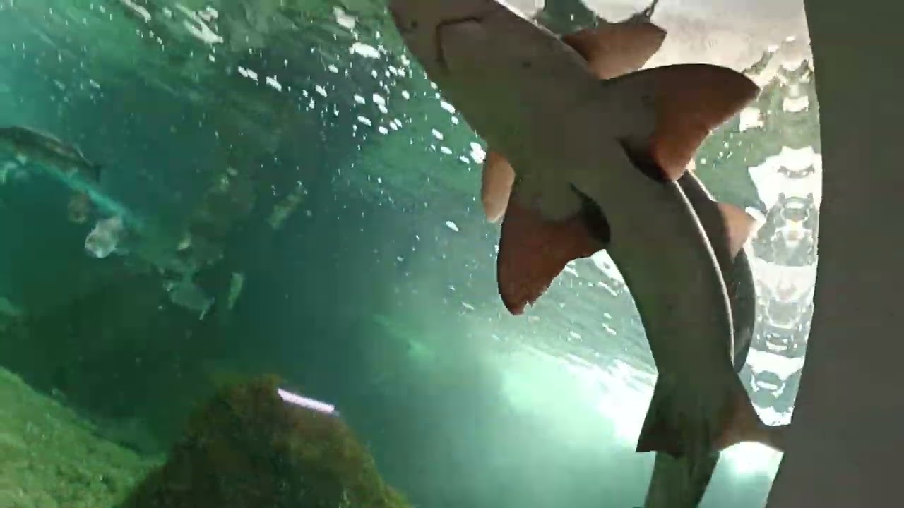 acuario o grove como llegar