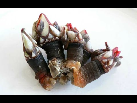 comer en isla de ons