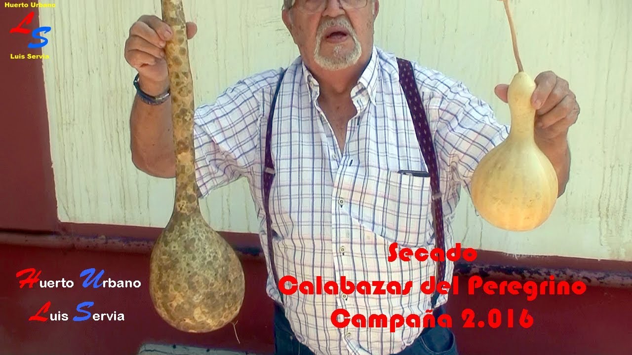 como secar una calabaza de peregrino