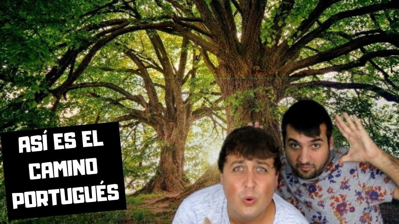 de tui a santiago en 4 etapas