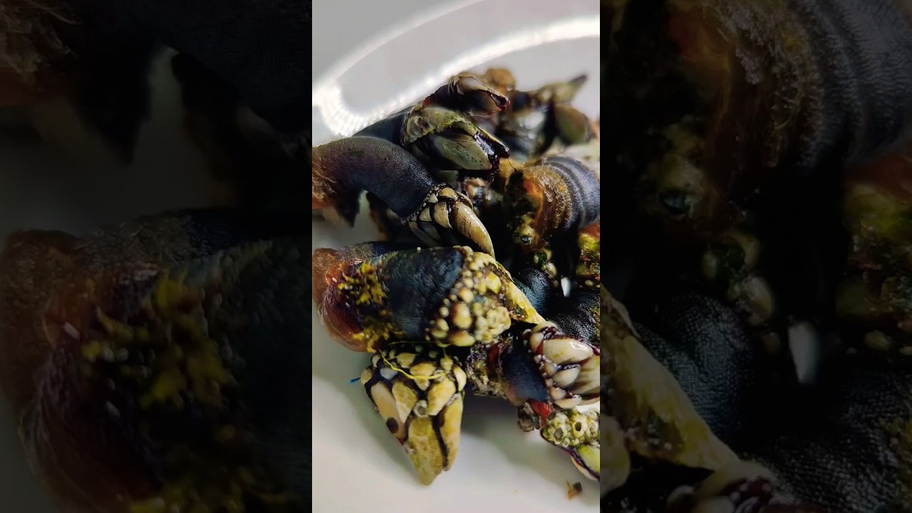 donde comer percebes en galicia